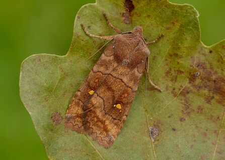Taking wing in winter | Cheshire Wildlife Trust